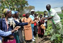 Training African women farmers in Kenya on new seed variety suited for which types of soil and climate. Photo: Henry Owino/ The AfricaPaper