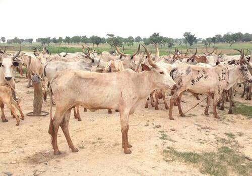 A cattle ranch in Kaduna. Photo: The AfricaPaper/Mohammad Ibrahim