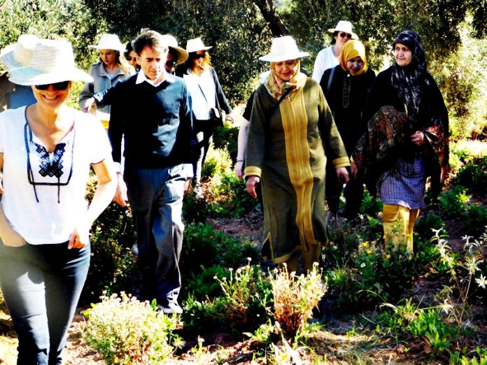 A group of people walking through the woods.